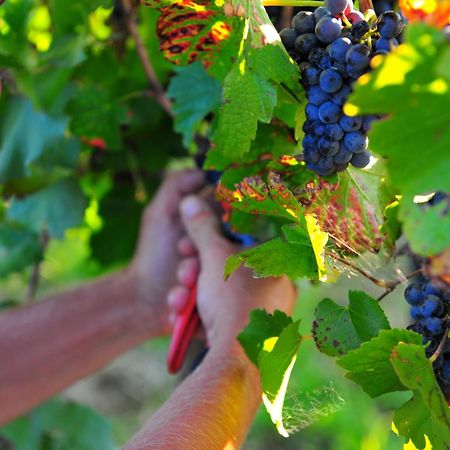 Mayfield Vineyard オレンジ エクステリア 写真