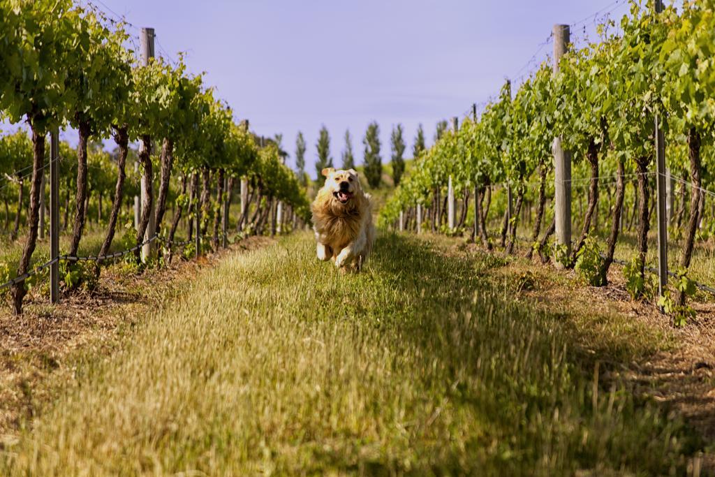 Mayfield Vineyard オレンジ エクステリア 写真