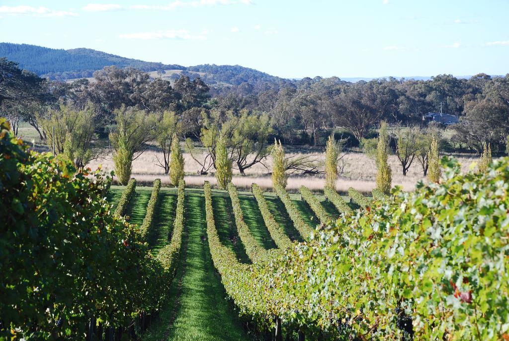 Mayfield Vineyard オレンジ エクステリア 写真