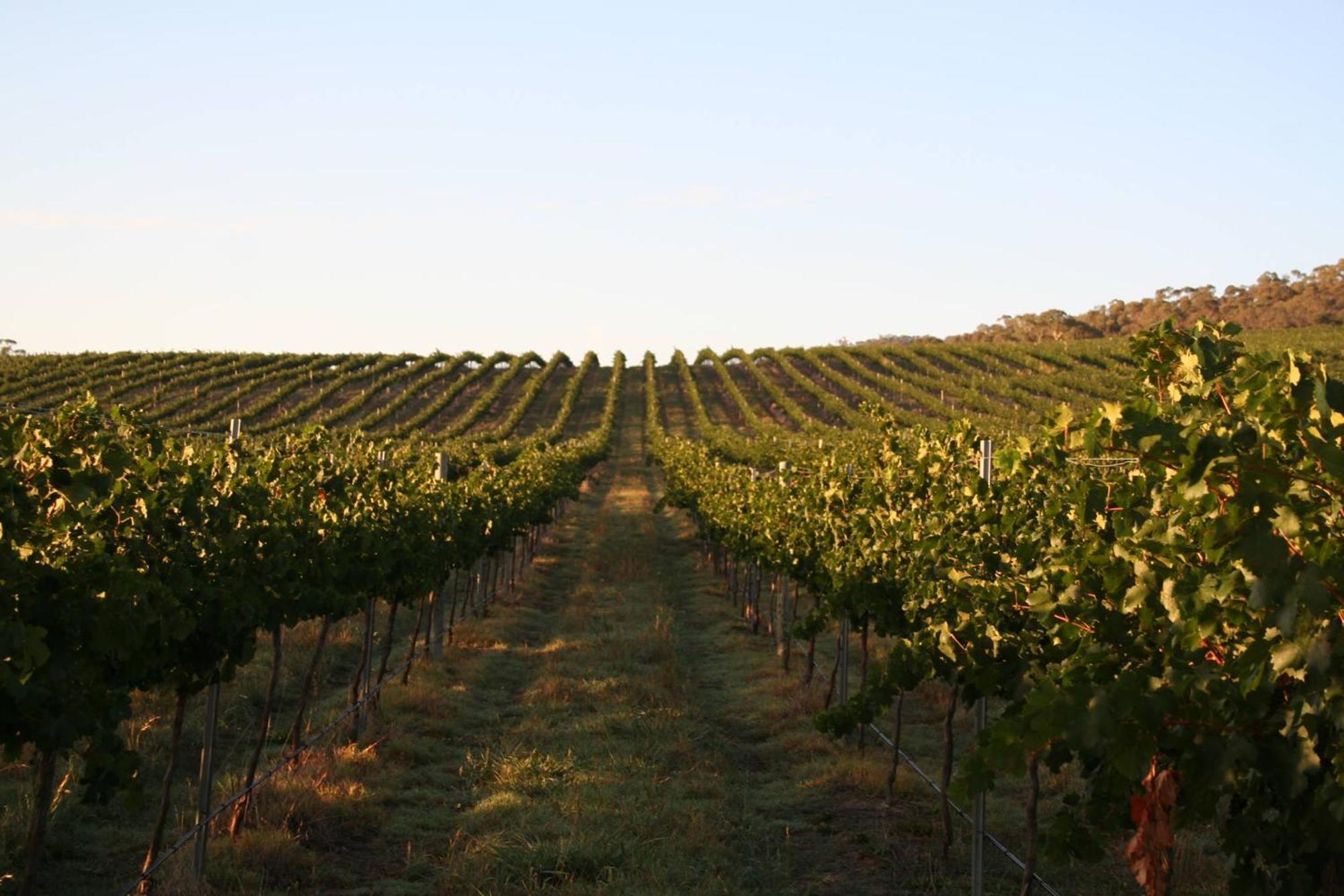 Mayfield Vineyard オレンジ エクステリア 写真