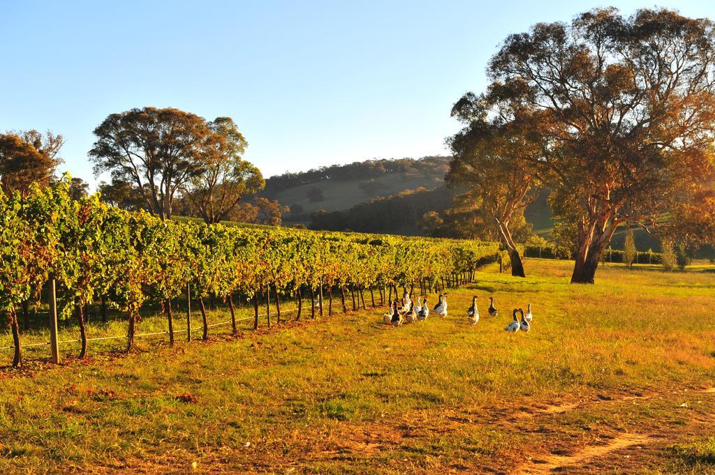 Mayfield Vineyard オレンジ エクステリア 写真